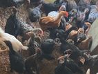 ஊர் கோழி
