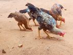 ஊர் கோழிகள்