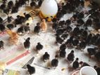 ஊர் கோழி குஞ்சு