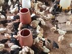 ஊர் கோழி குஞ்சு
