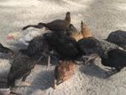 ஊர் கோழி குஞ்சு