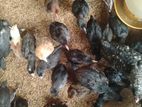 Farm Chicken