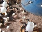 ஊர் கோழி குஞ்சு