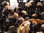 ஊர் கோழி குஞ்சு