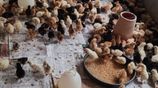 ஊர் கோழி குஞ்சு