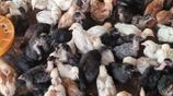 ஊர் கோழி குஞ்சு