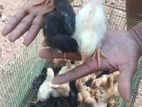 ஊர் கோழி குஞ்சு
