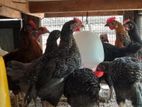 ஊர் கோழி குஞ்சுகள்