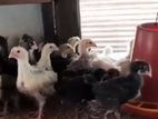 Farm Chicks