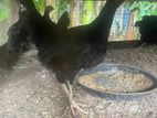 ஊர் கோழி குஞ்சுகள்