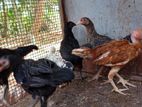 ஊர் கோழி குஞ்சுகள்