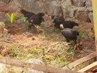 ஊர் கோழி குஞ்சுகள்