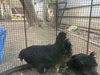 ஊர் கோழி குஞ்சுகள்
