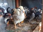 ஊர் கோழி குஞ்சுகள்