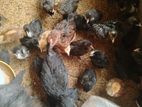 ஊர் கோழி/ஊர் குஞ்சு