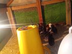 Chickens