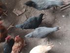 ஊர் கோழிக்குஞ்சுகள்