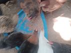 ஊர் கோழிக்குஞ்சுகள்