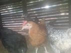 Farm Hens