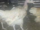 Farm Hens