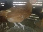 Farm Hens