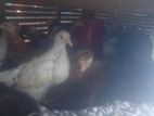 Farm Hens