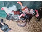 ஊர் கோழிகள்