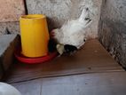 ஊர் கோழியும் குஞ்சுகளும்