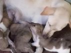 Puppies for Kind Home