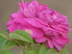 Rose Plant