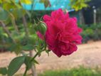 ஊர் ரோஸ் செடி