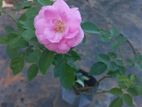 Rose Plant