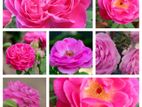 Rose Plants