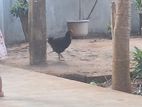 ஊர்க்கோழி