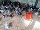 ஊர்க்கோழிக் குஞ்சுகள்