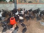 ஊர்க்கோழிக் குஞ்சுகள்