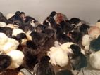 Country Chicks