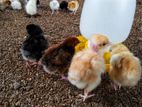 Country Chicks