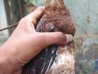 ஊர்க்கோழிக்குஞ்சு