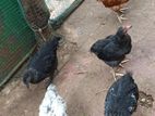 ஊர்க்கோழிக்குஞ்சு