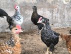 ஊர்க்கோழிக்குஞ்சு