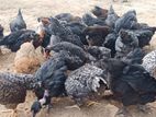 ஊர்க்கோழிக்குஞ்சு