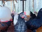 ஊர்க்கோழிக்குஞ்சுகள்