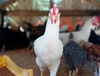 ஊர்க்கோழிகள்