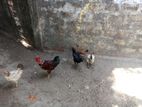 ஊர்க்கோழிகள்