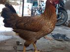 ஊர்க்கோழிகள்