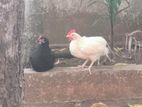 ஊர்கோழி