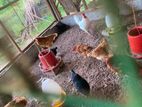 ஊர்கோழி உண்டு