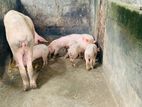 ඌරන් Pigs