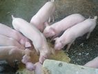 ඌරු පැටව් (Piglets)